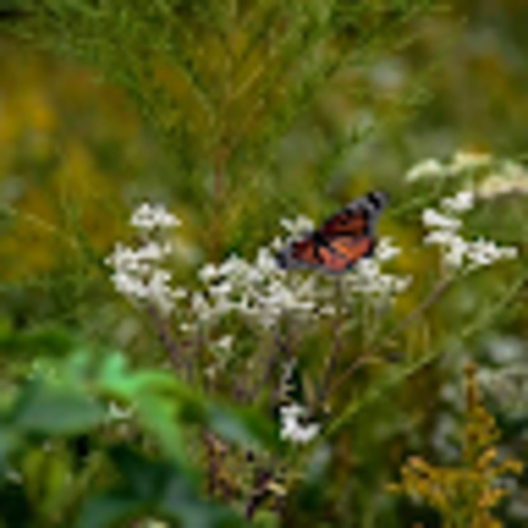 Meet your Posher, Cynthia - Picture 1 of 1